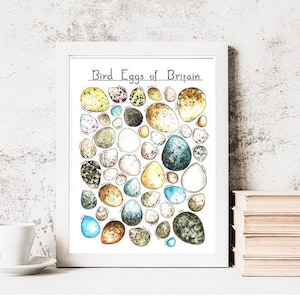 Bird Eggs of Britain Wall art | Watercolour Educational artwork. Fine art, Unframed