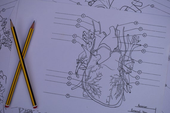Heart Diagram With Labels And Numbers