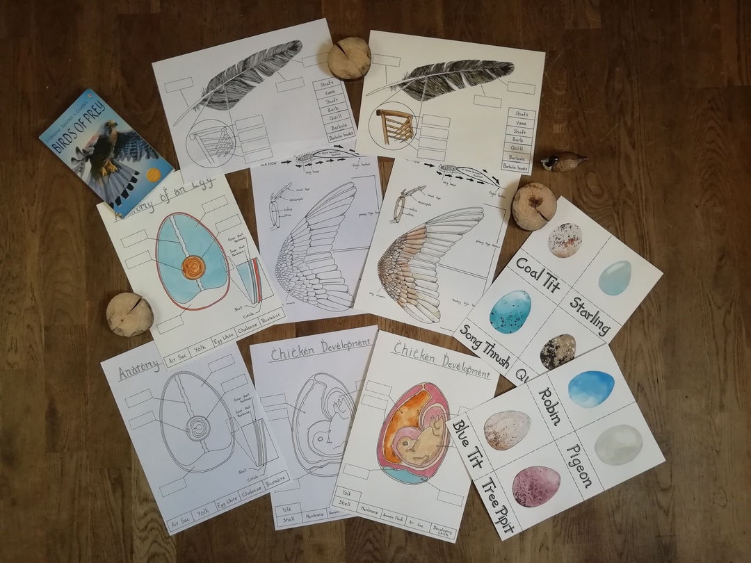 Bird, Flight and Egg Printable Pack - Etsy