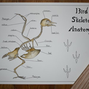 Vogel Skelett Anatomie Poster