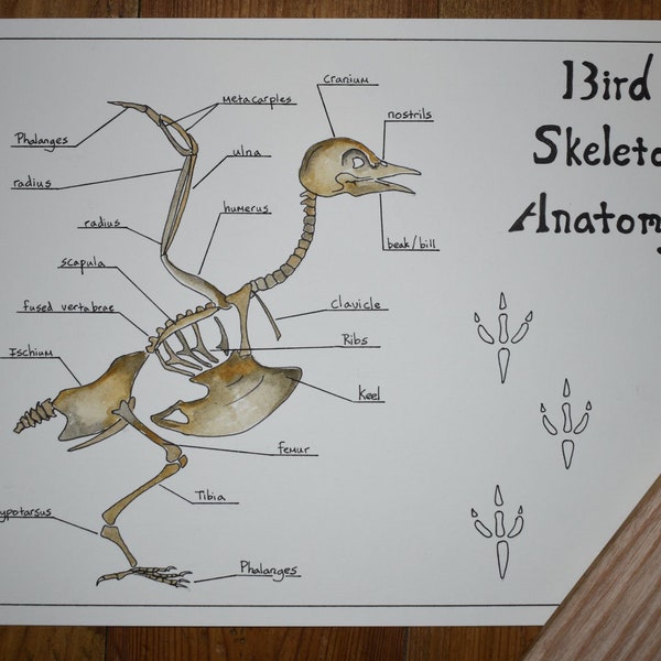 Bird Skeleton Anatomy Poster