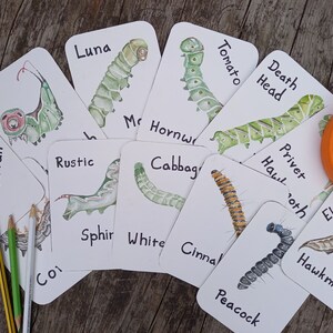 Caterpillar Flashcards | British Nature Education