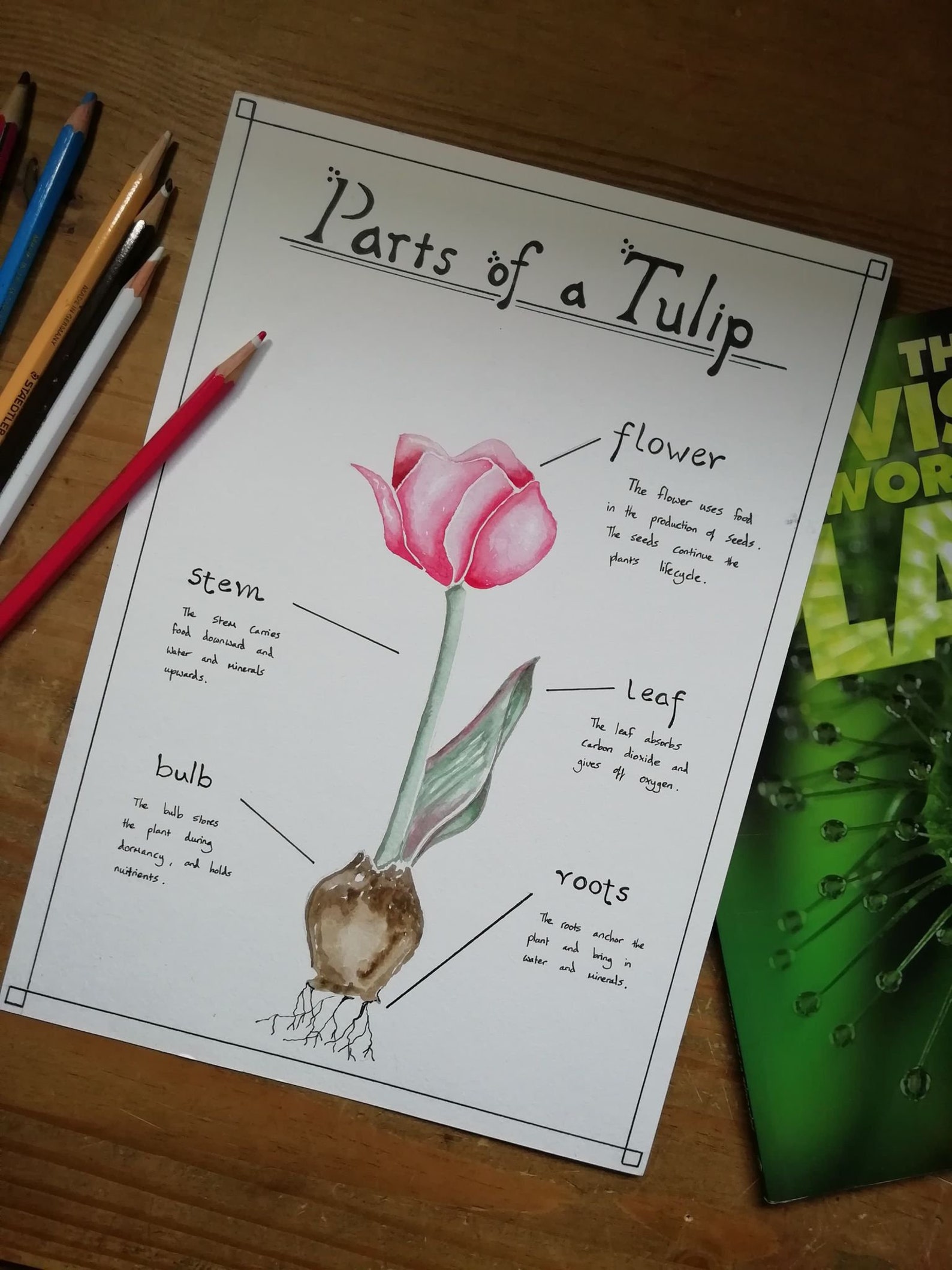 Tulip Anatomy Poster Etsy