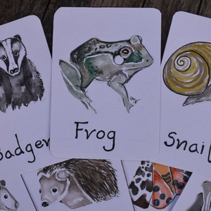 Flashcards de animais noturnos | Identificação Britânica imagem 3
