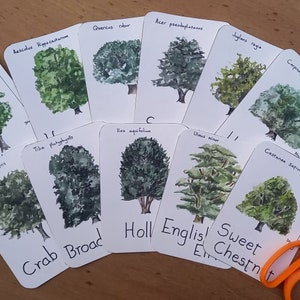 May include: A set of 12 watercolour illustrations of different tree species, each on a white card with the common and scientific names written in black ink. The cards are arranged in a semi-circle on a wooden surface.