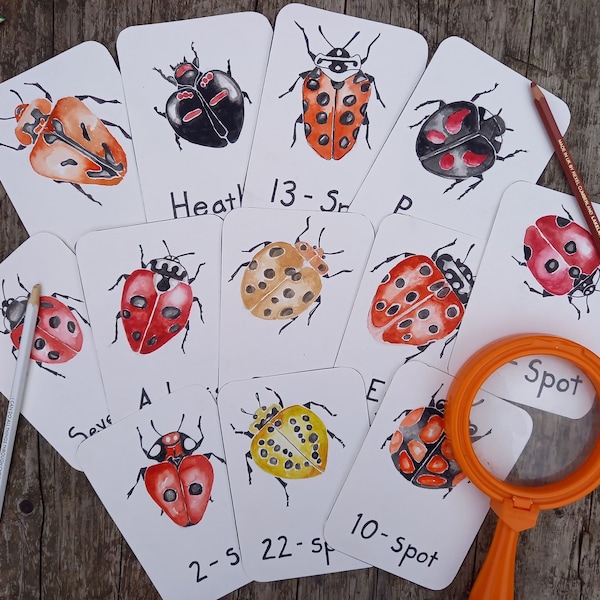 Ladybird Flashcards | British Nature Education