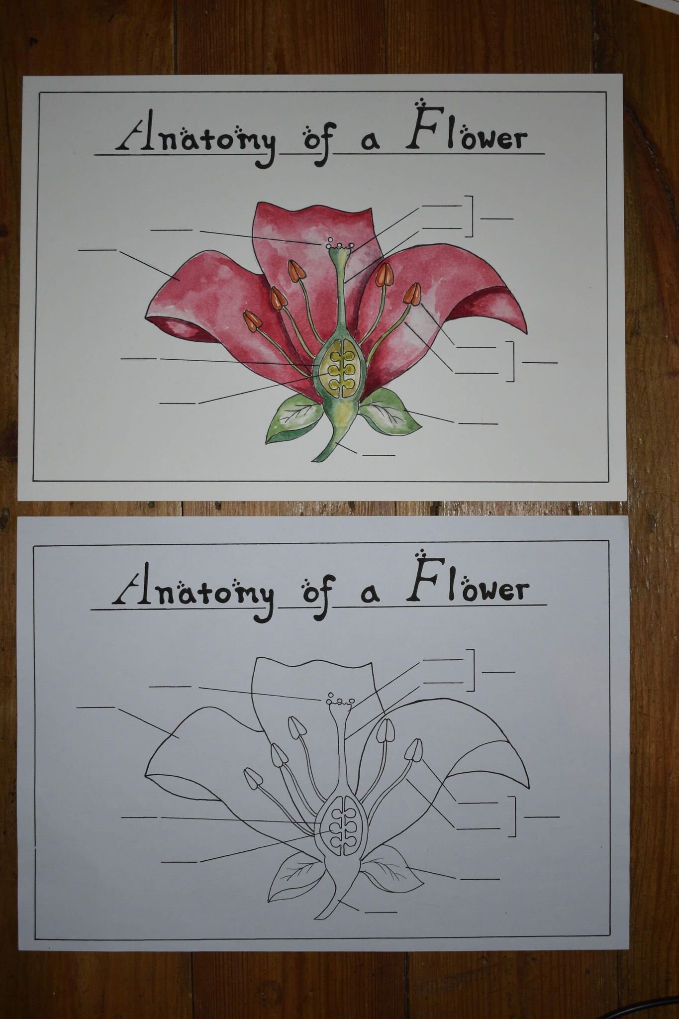 Flower Anatomy Poster Etsy
