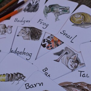 Flashcards de animais noturnos | Identificação Britânica imagem 4
