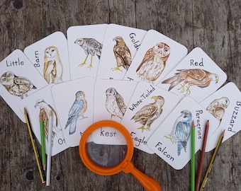 Birds of Prey Flashcards | British Nature Education