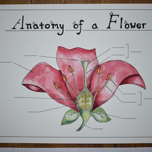 Flower Anatomy Poster