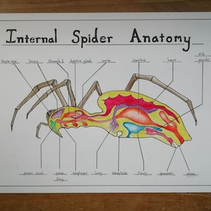 Spider Anatomy Poster/Colouring sheet