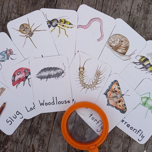 Flashcard Minibeast / Educazione alla natura britannica