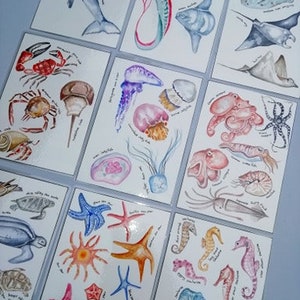 10 Flashcards numéro d’animaux de l’océan