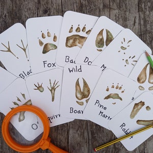 Flashcards de suivi des animaux | Éducation britannique à la nature