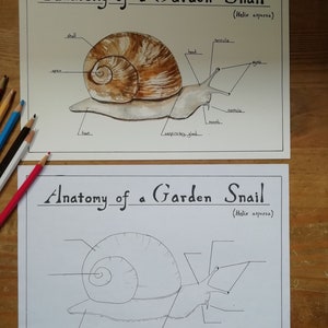 Tuin Slak Anatomie Poster / kleurplaat