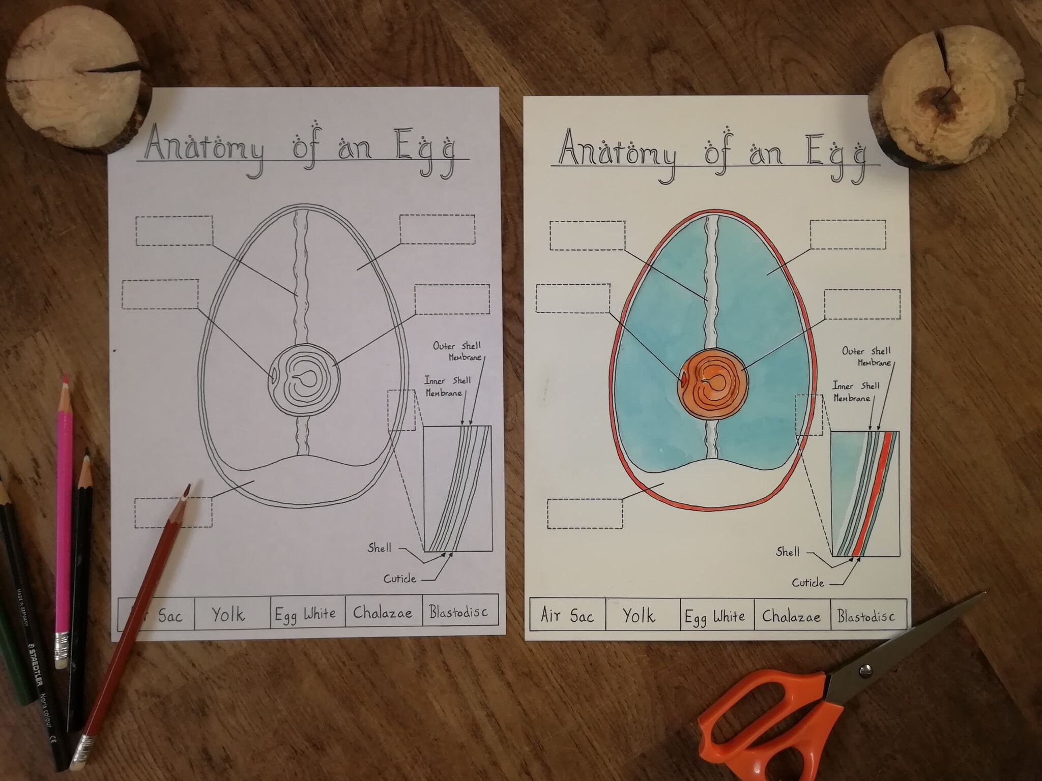 Bird, Flight and Egg Printable Pack - Etsy