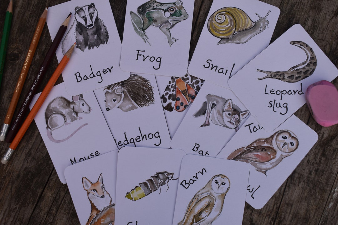 Nocturnal Animals Flashcards British Identification Etsy