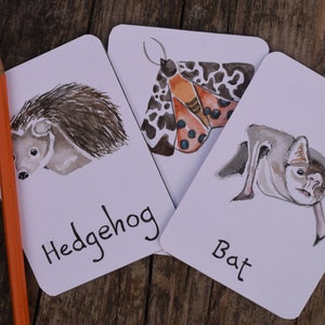 Flashcards de animais noturnos | Identificação Britânica imagem 2