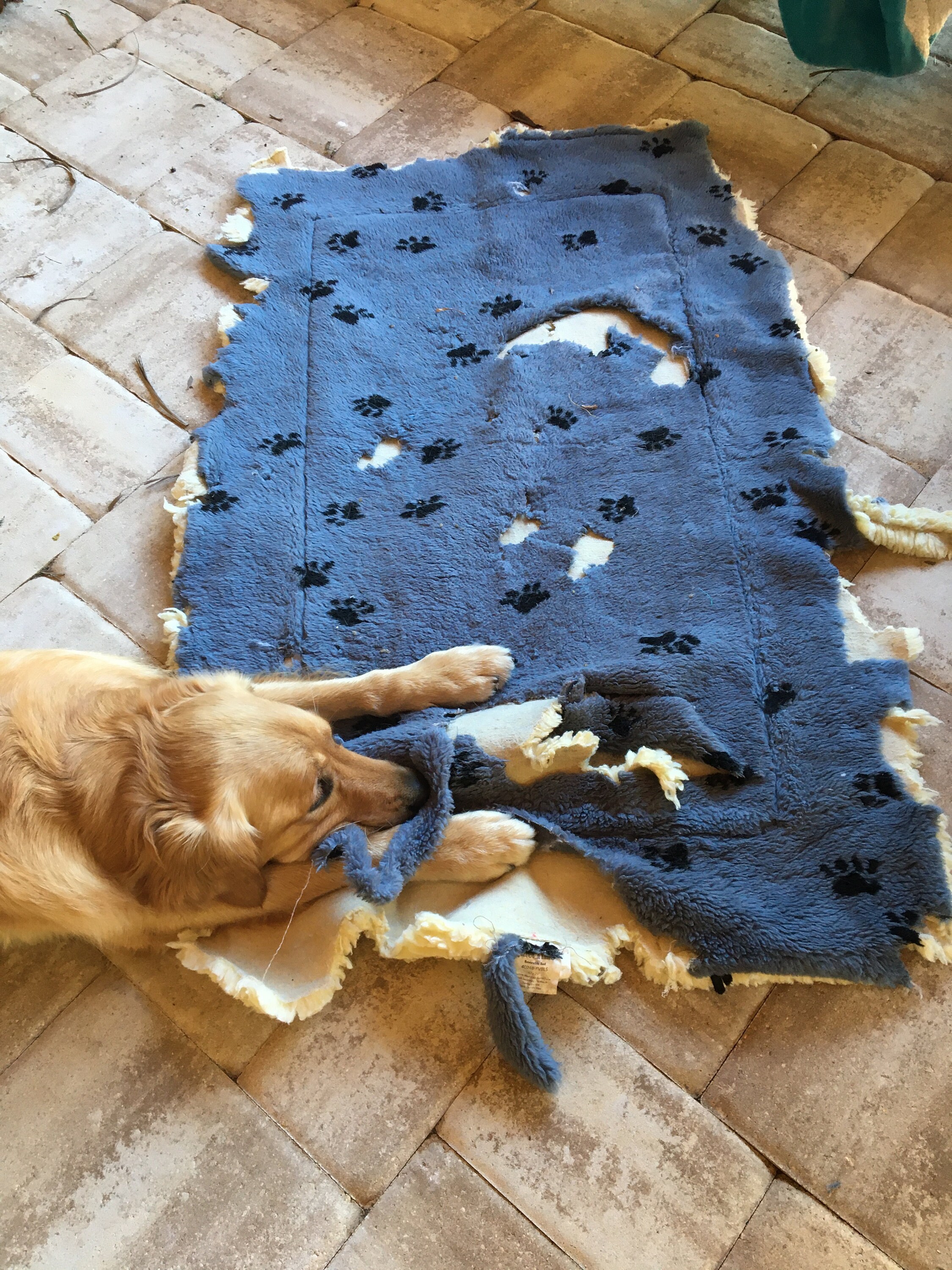 Doityourself No Sew Fleece Dog Bed And/or Dog Bed Cover Etsy Australia