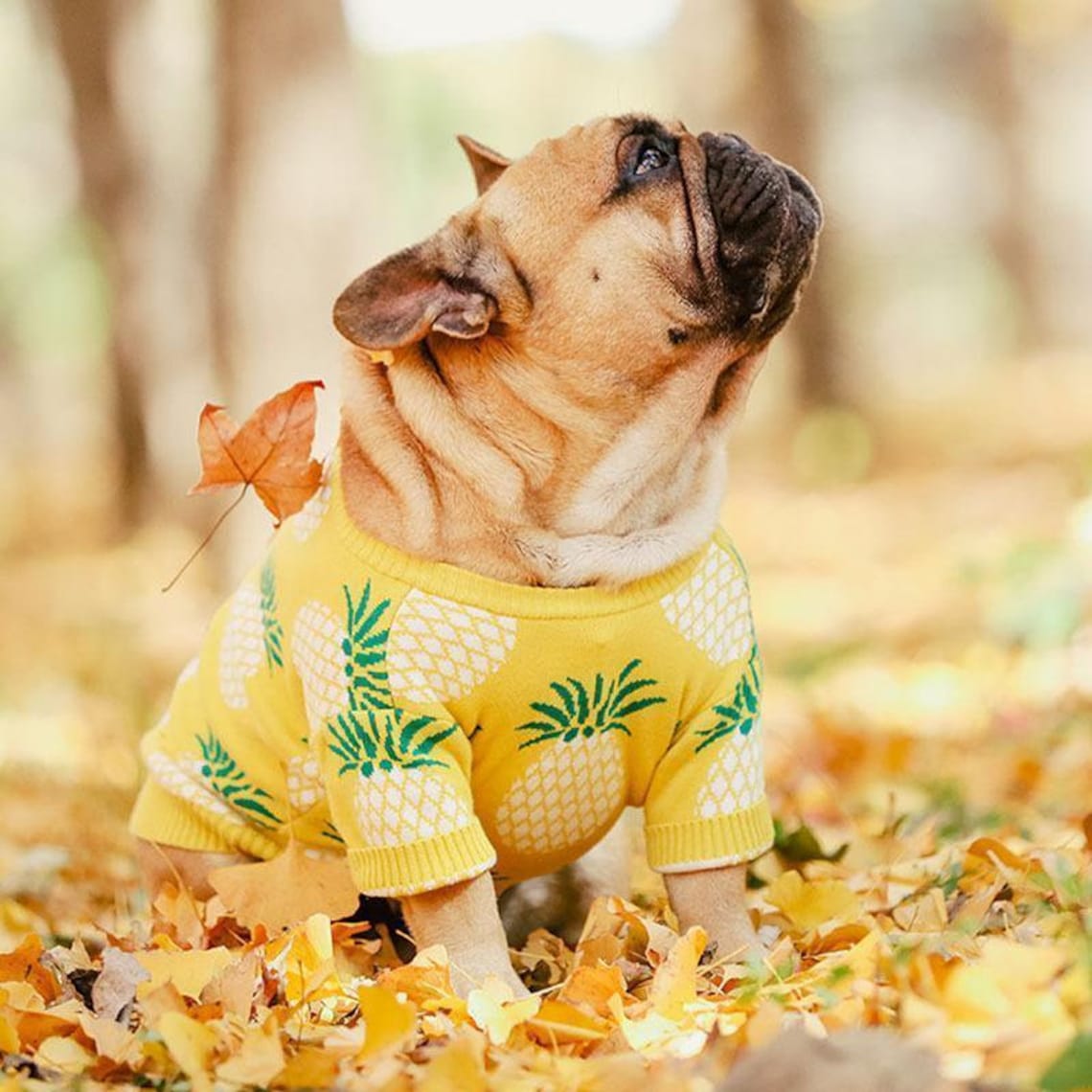 Dog Sweater with Pineapple image 2