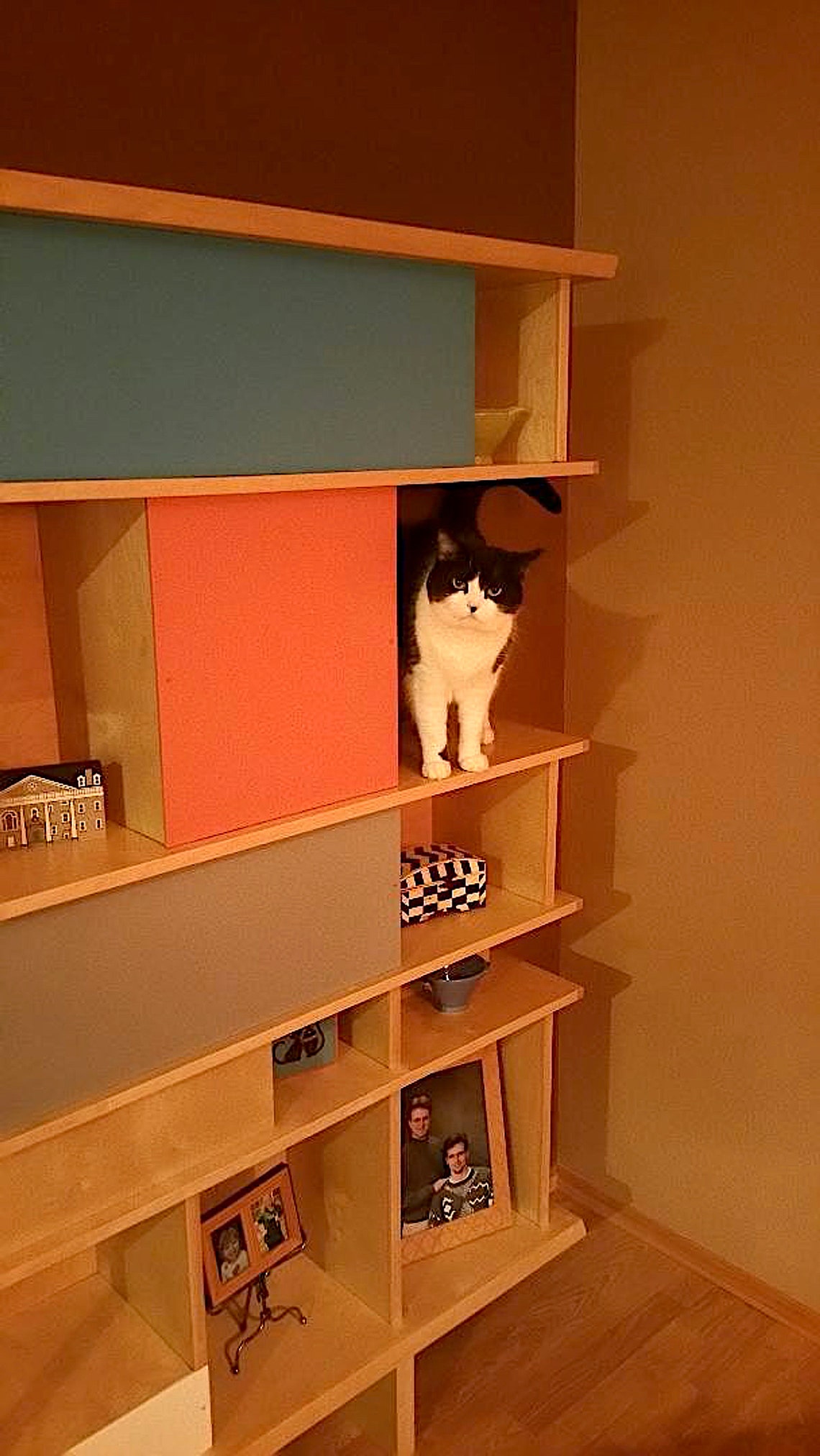 Cat Shelf Build Plans. DIY Mid Century Modern Furniture for Etsy
