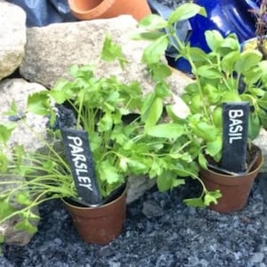 May include: Two potted plants with black labels. The plant on the left has a label that says "Parsley" and the plant on the right has a label that says "Basil".