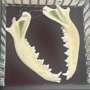 May include: A pair of earrings made from a jawbone with a preserved fern leaf inside each half. The earrings are displayed in a glass case with a dark red velvet lining.