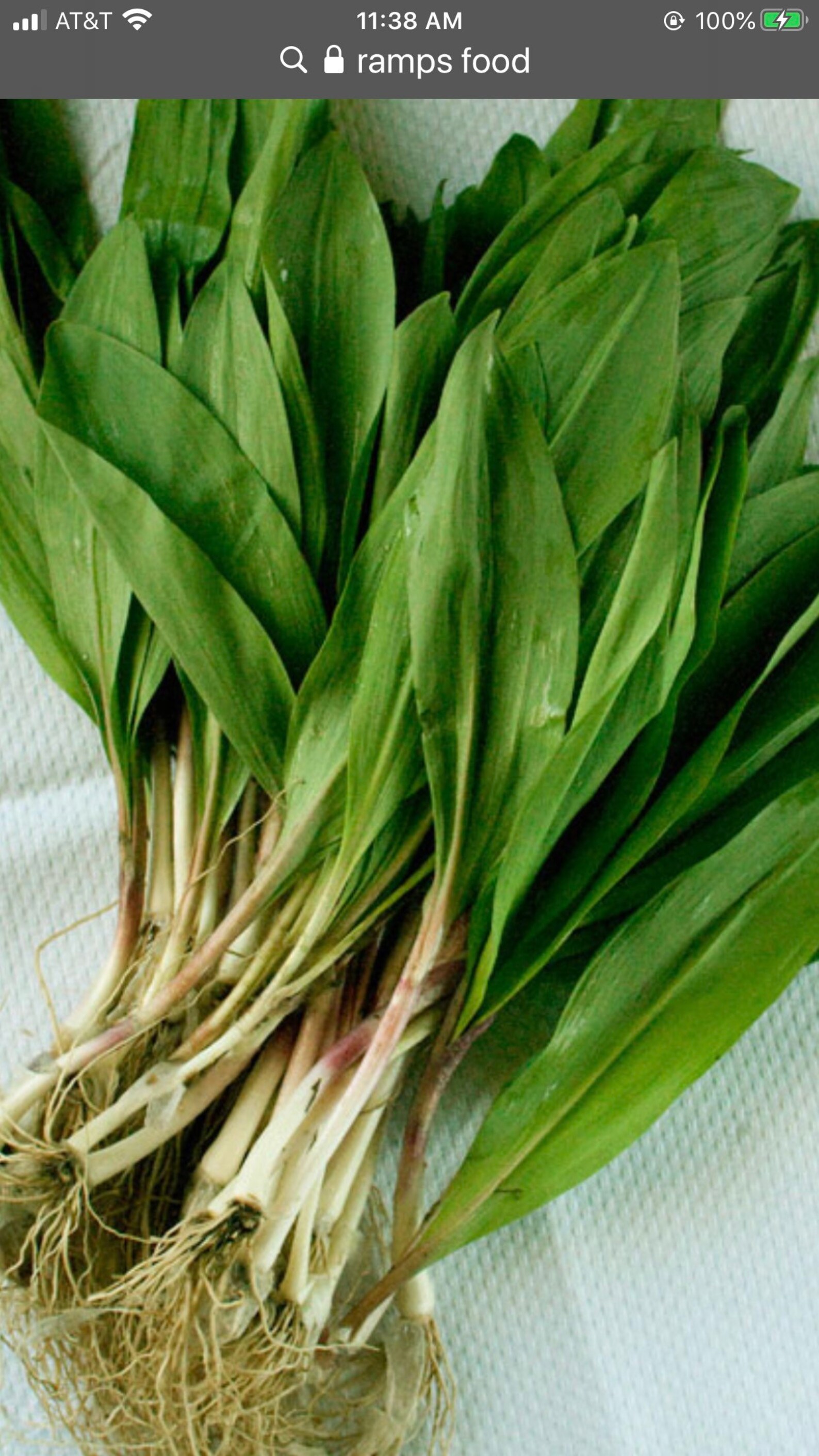 Wild ramps leeks 1lbs Young and tender Etsy