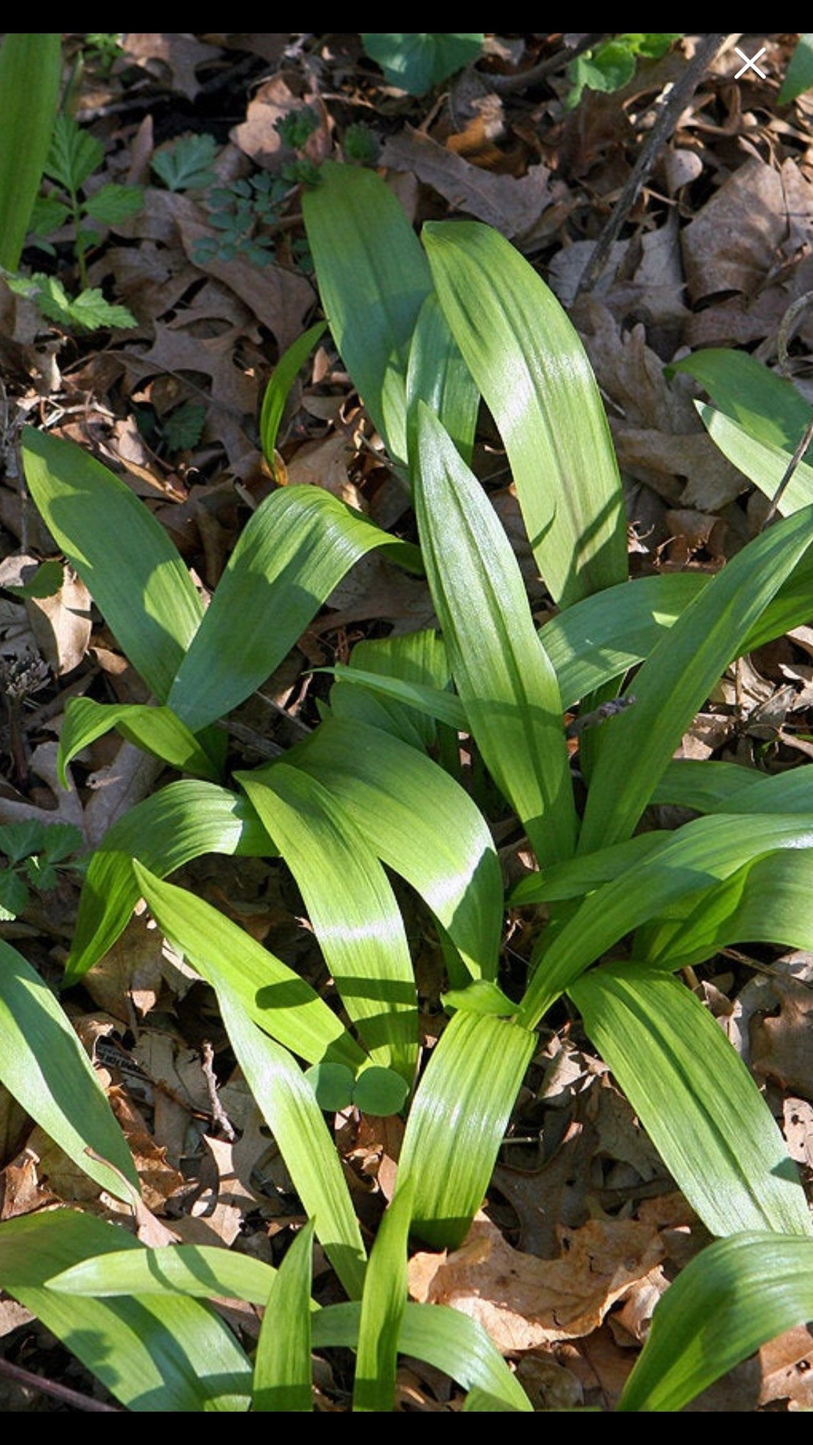 Wild ramps leeks 1lbs Young and tender Etsy