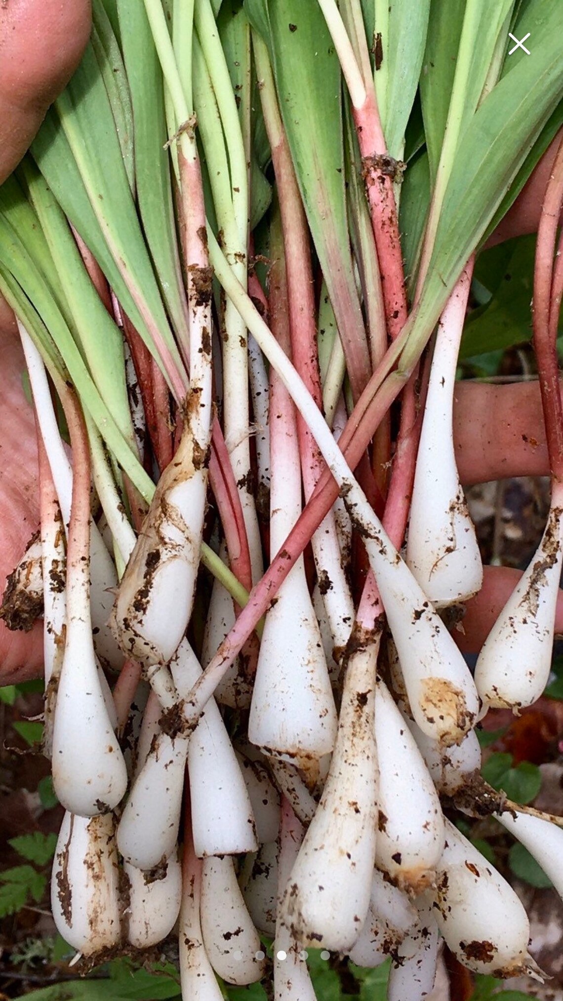 Wild ramps leeks 1lbs Young and tender Etsy