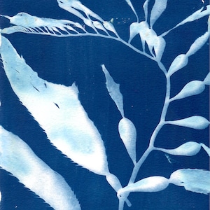May include: A cyanotype print featuring a high-contrast botanical silhouette of seaweed or kelp. The image displays white, ghostly plant structures with elongated, serrated leaves and bulbous air bladders set against a deep, saturated Prussian blue background.