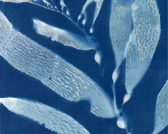 Seaweed Cyanotype Print - 011