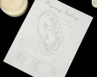 UNBRANDED Pregnancy Anatomy Handout For Birth Workers, Pregnancy Anatomy Handout For Midwives, Pregnancy Anatomy Drawing, Doula, Anatomy