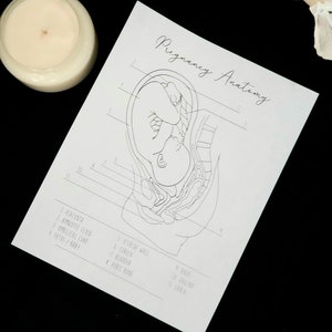 Folleto de anatomía del embarazo sin marca para parteras, Folleto de anatomía del embarazo para parteras, Dibujo de anatomía del embarazo, Doula, Anatomía