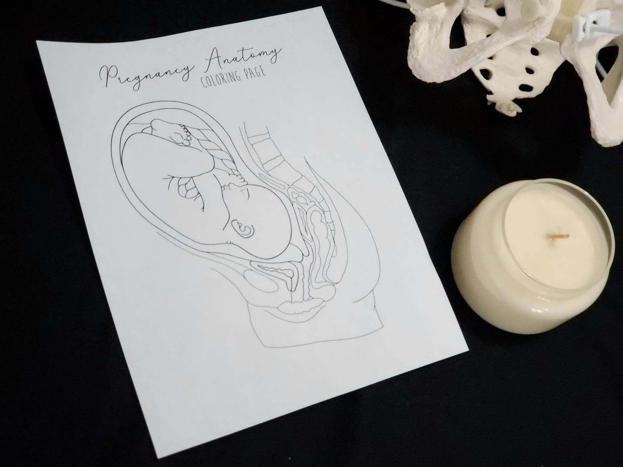 UNBRANDED, Pregnancy Anatomy Coloring Page, Pregnancy Anatomy in Canada ...
