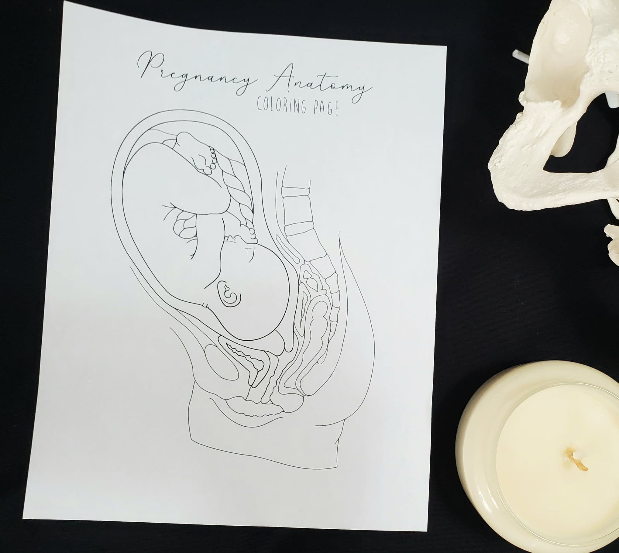UNBRANDED, Pregnancy Anatomy Coloring Page, Pregnancy Anatomy in Canada ...