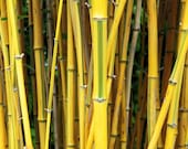 50 Bamboo Seeds Bambusoideae Poaceae Rare Garden Plant bamboo rare bamboo plant fast grow solid bamboo easy care bonsai lucky money bamboo