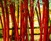 50 red Bamboo Seeds Bambusoideae Poaceae Rare Garden Plant bamboo rare bamboo plant fast grow solid bamboo easy bonsai lucky money bamboo