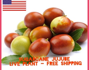 Jujube Tree Etsy