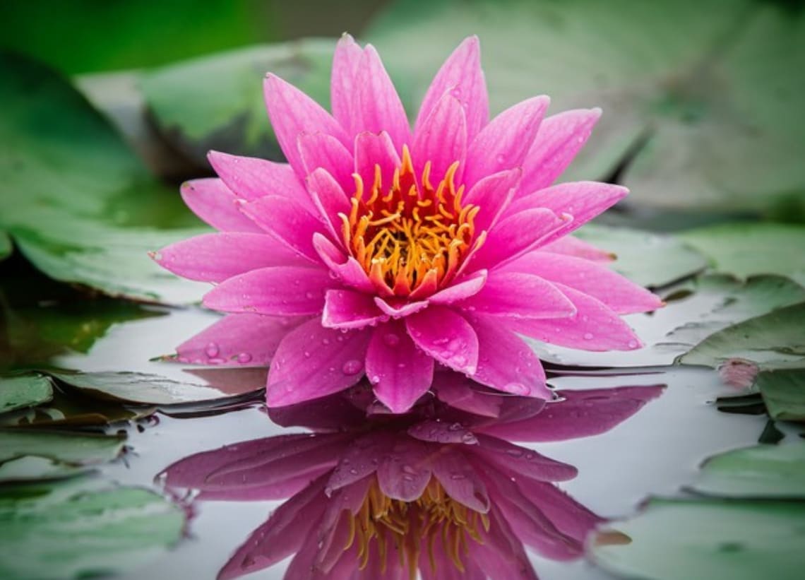 Rare Lotus coloful water Lily Bulb Planted Live Aquarium Etsy