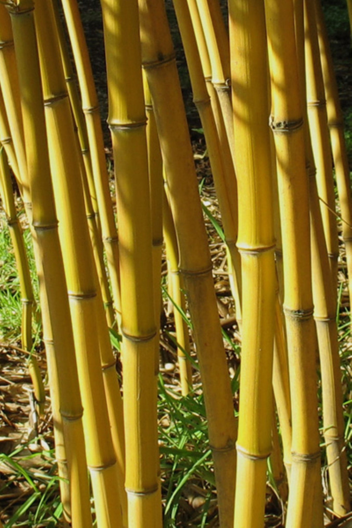 YELLOW Bamboo Seeds Bambusoideae Poaceae Rare Garden Plant