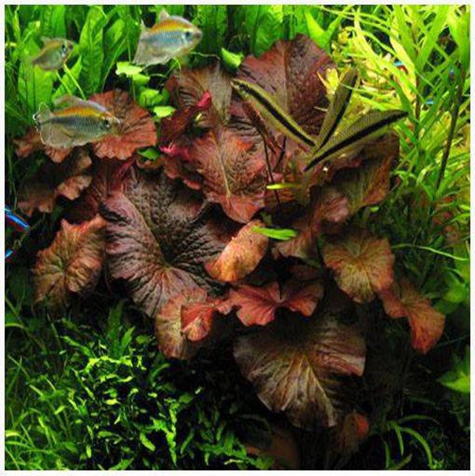 Red Tiger Lotus water Lily Bulb Planted Live Aquarium Plants Etsy