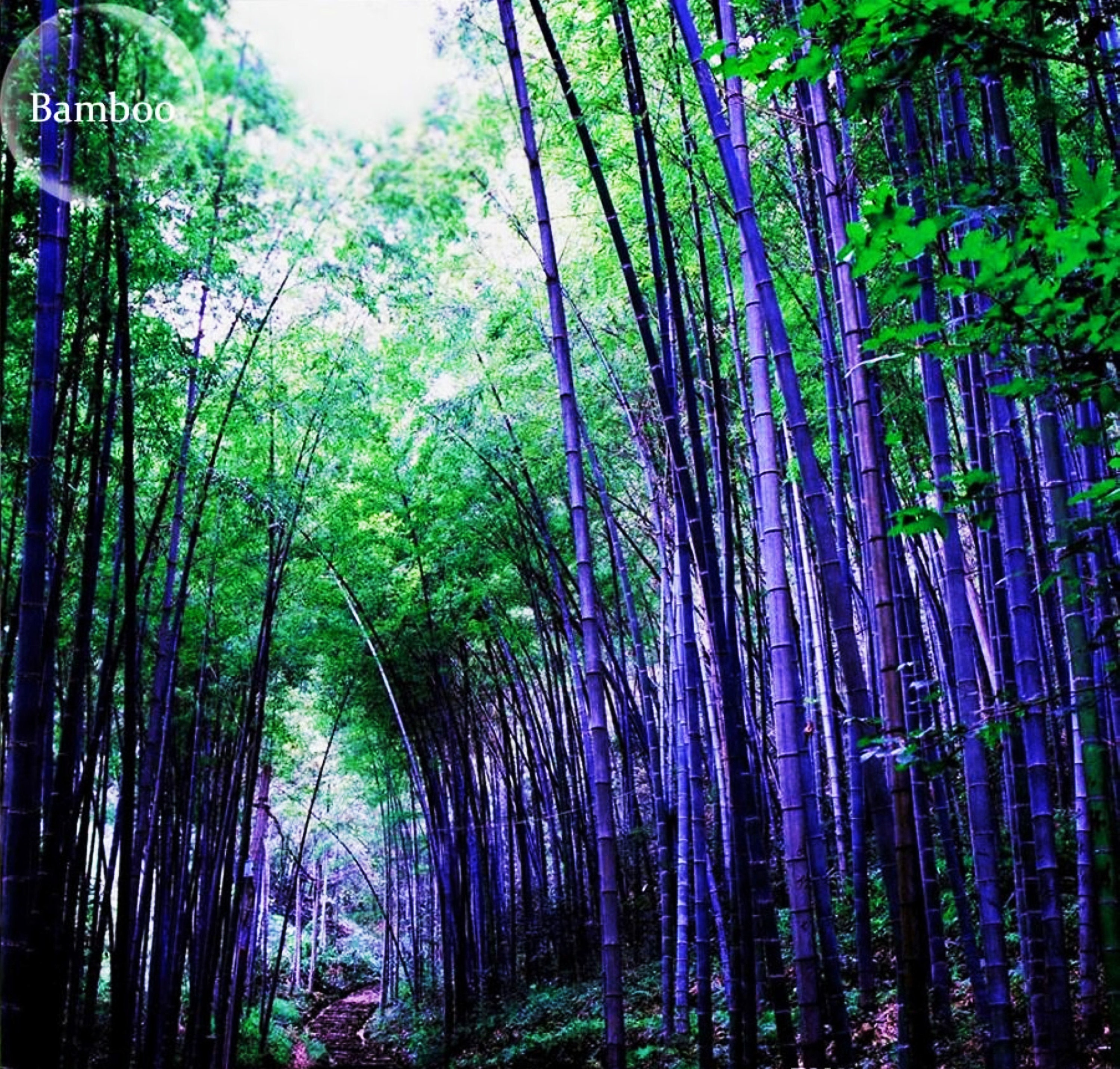Rare purple Bamboo Seeds Bambusoideae Poaceae Rare Garden Etsy