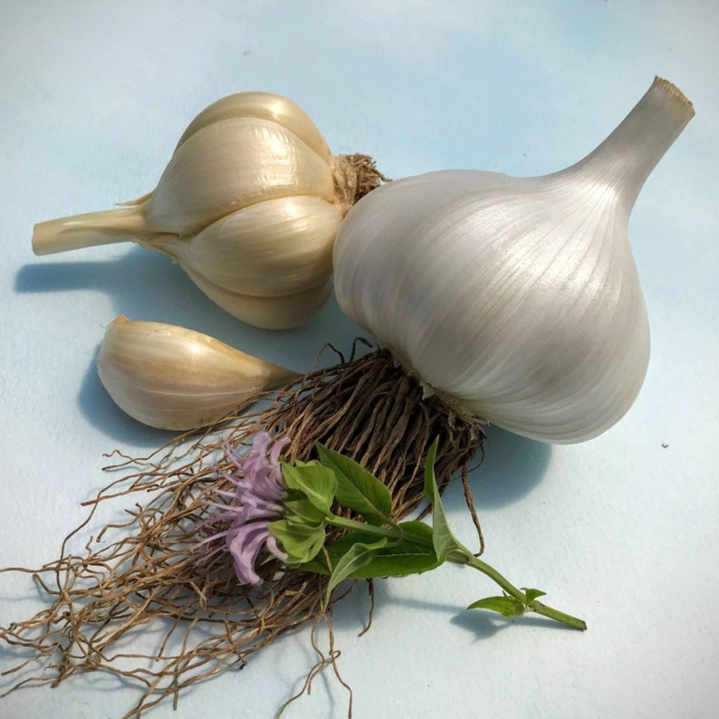GARLIC Corms Elephant Garlic Seeds Ajo Elefante New Harvest Etsy
