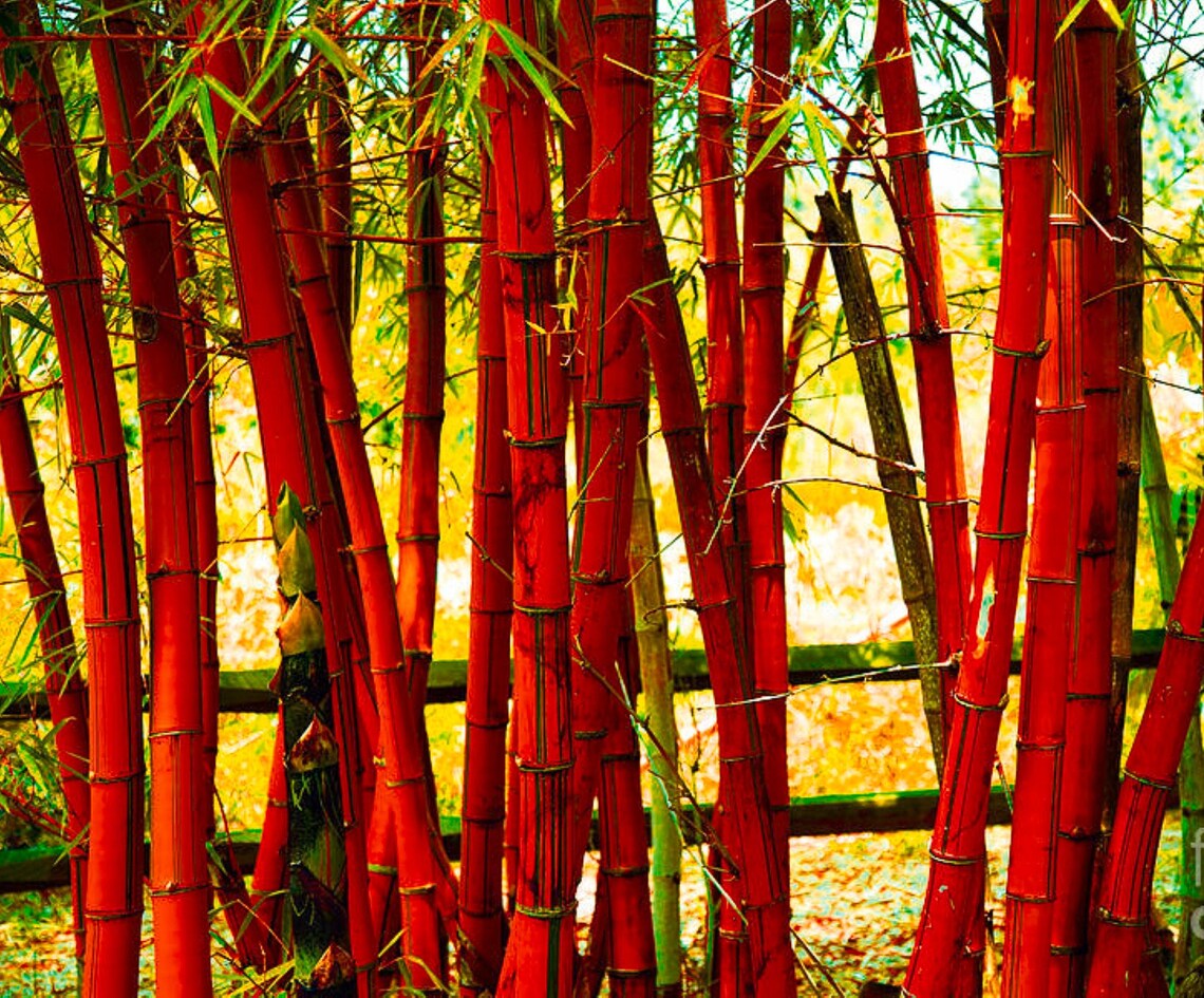 Red Bamboo Seeds Bambusoideae Poaceae Rare Garden Plant bamboo Etsy