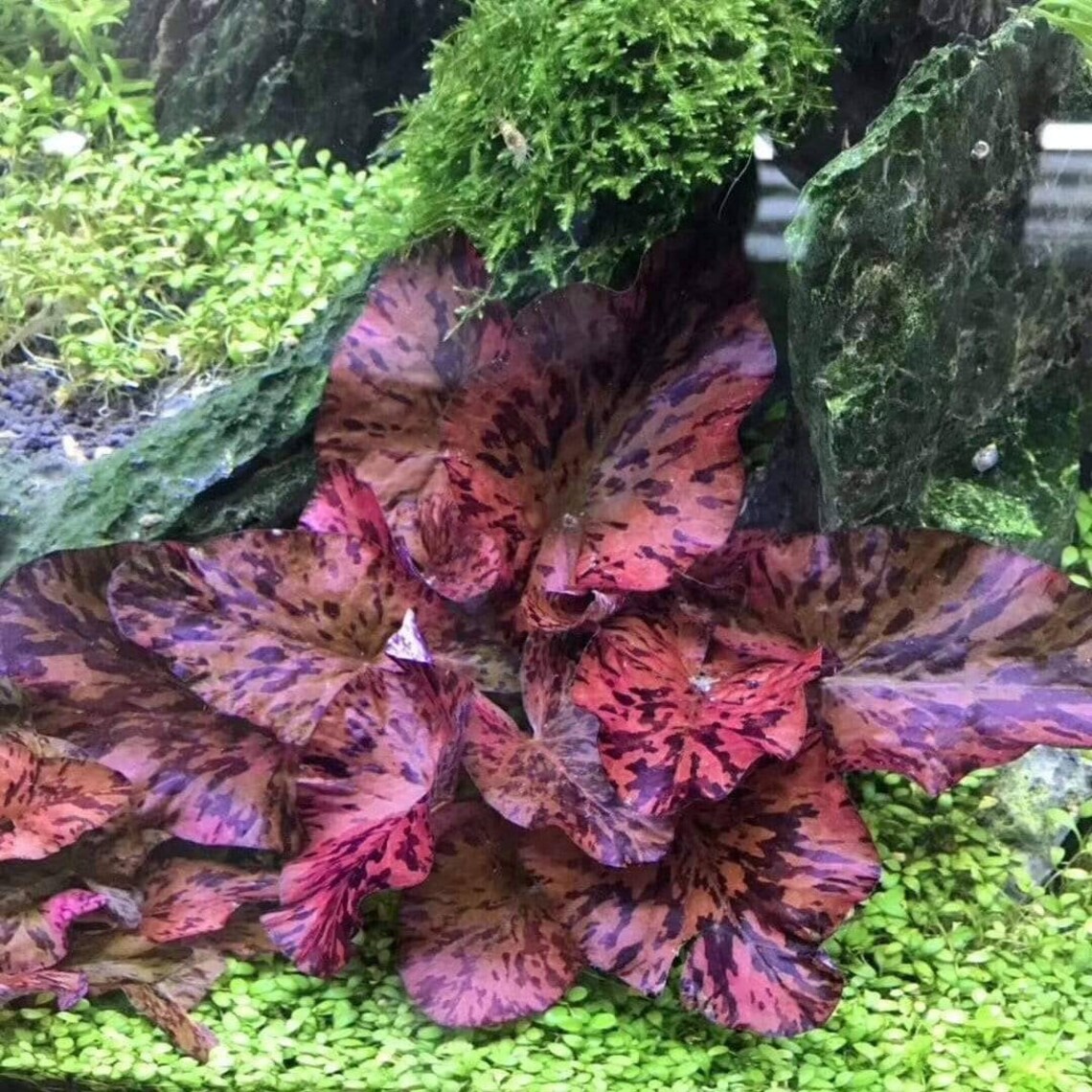 Red Tiger Lotus water Lily Bulb Planted Live Aquarium Plants Etsy