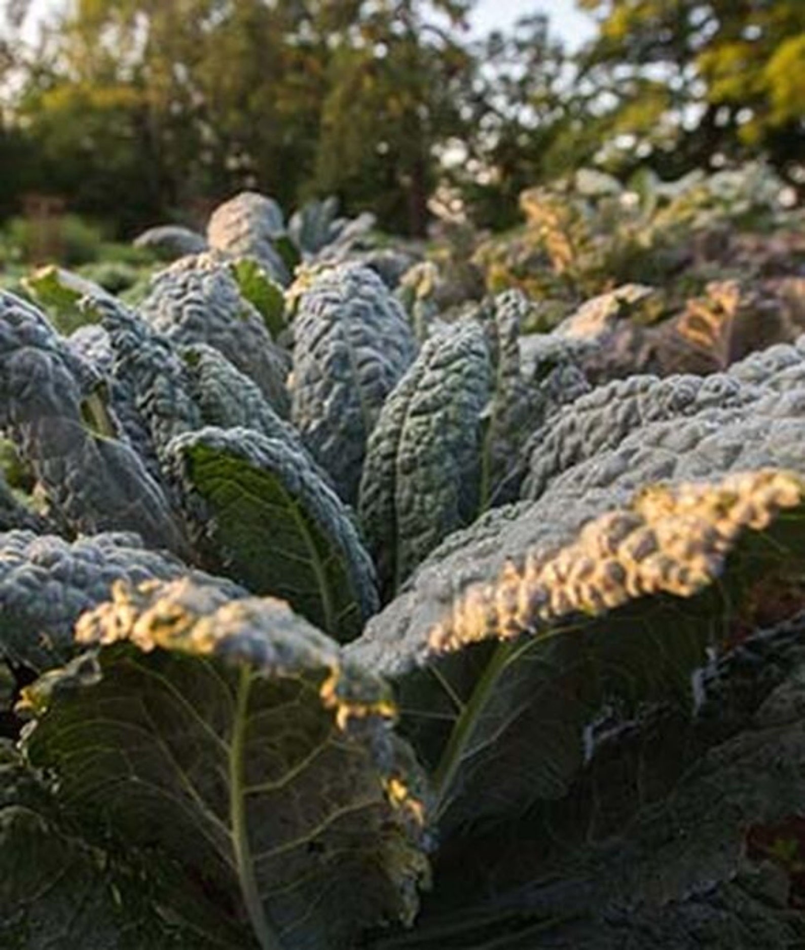 Kale Black Magic Kale Seeds 250 seeds NONGMO US Organic Etsy