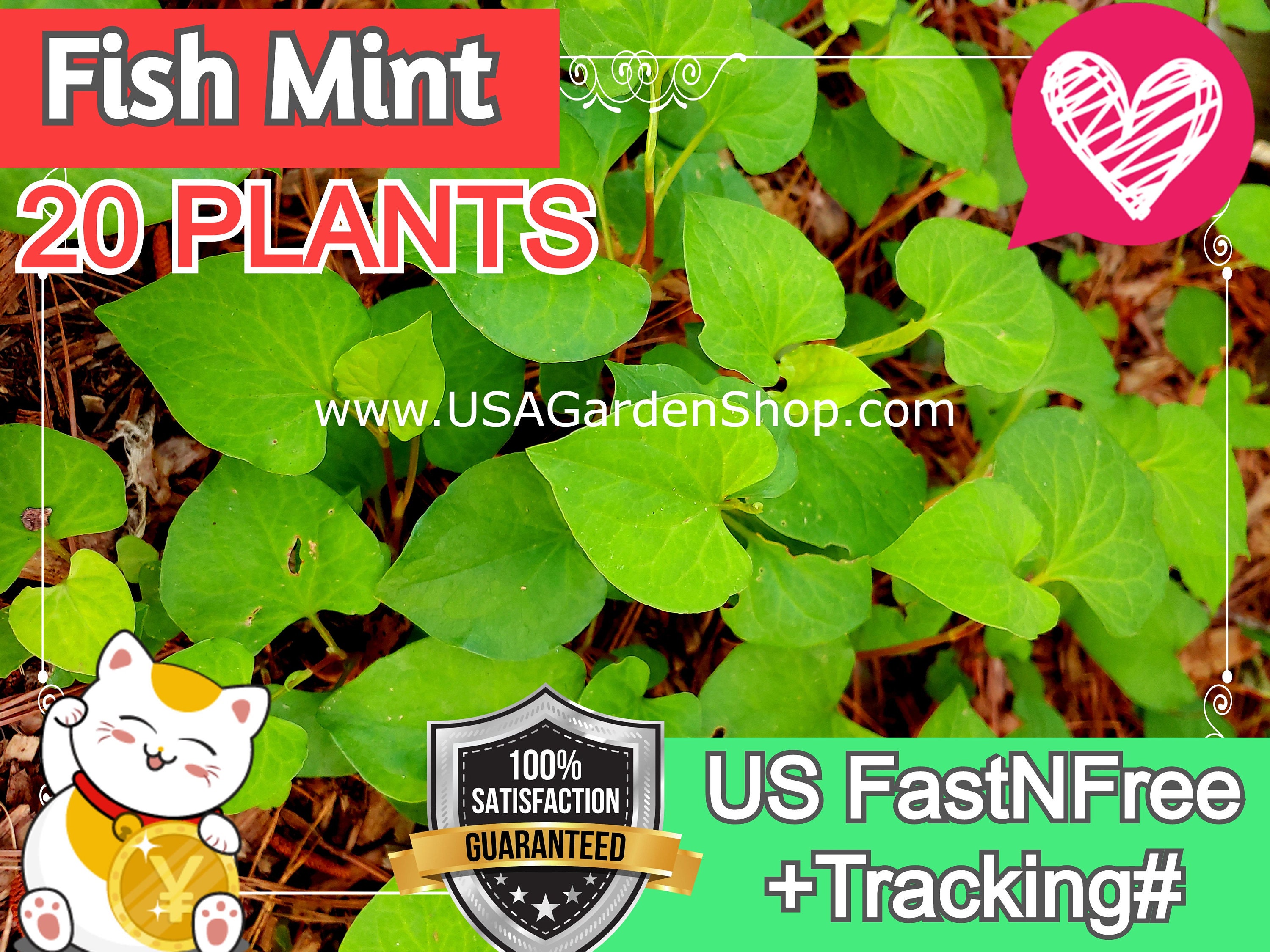 1040 Fish mint LIVE PLANT Houttuynia Herb Vap Ca yu xing cao Etsy