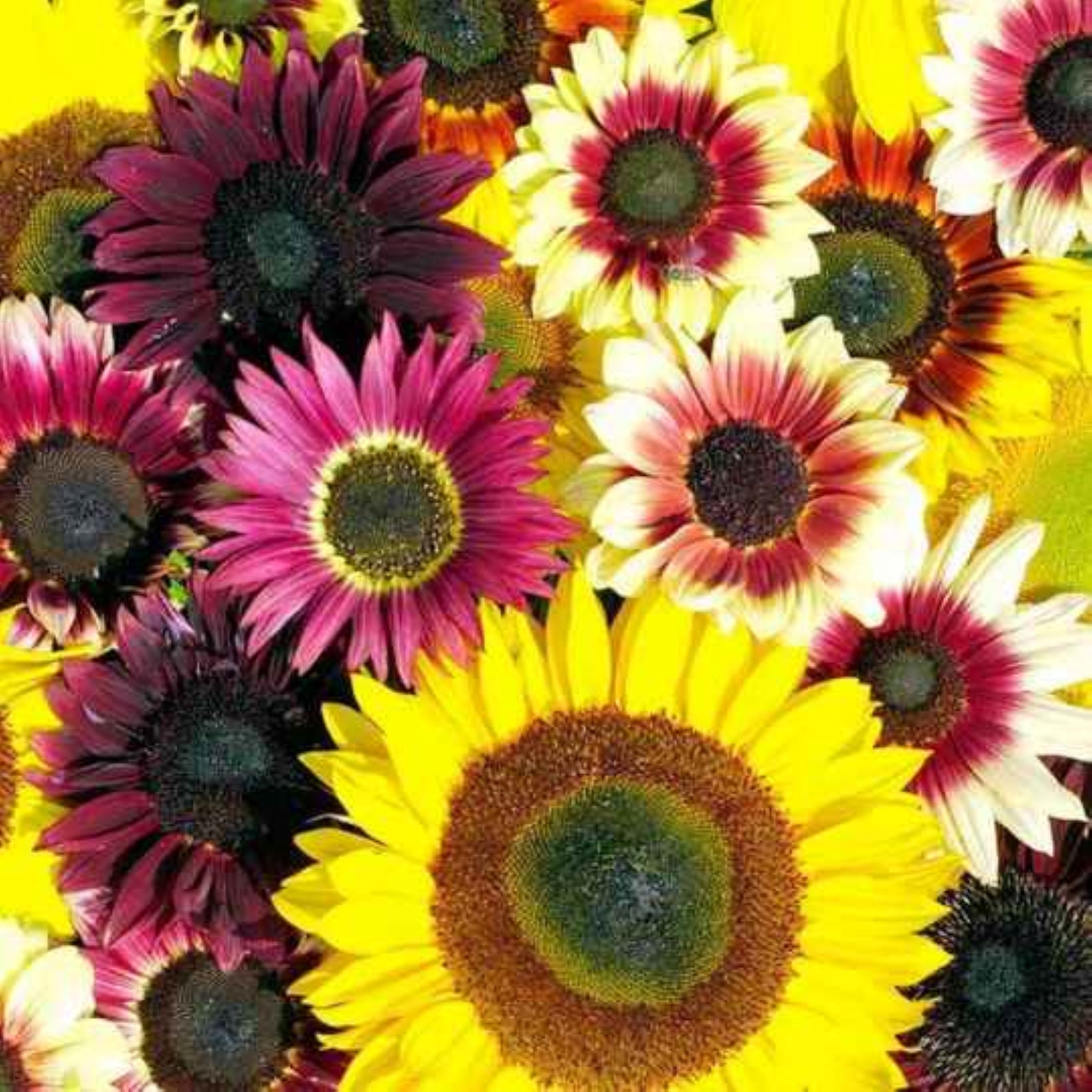 1000 Sunflower Seeds for Planting Jumbo Mix Pack 15 Etsy