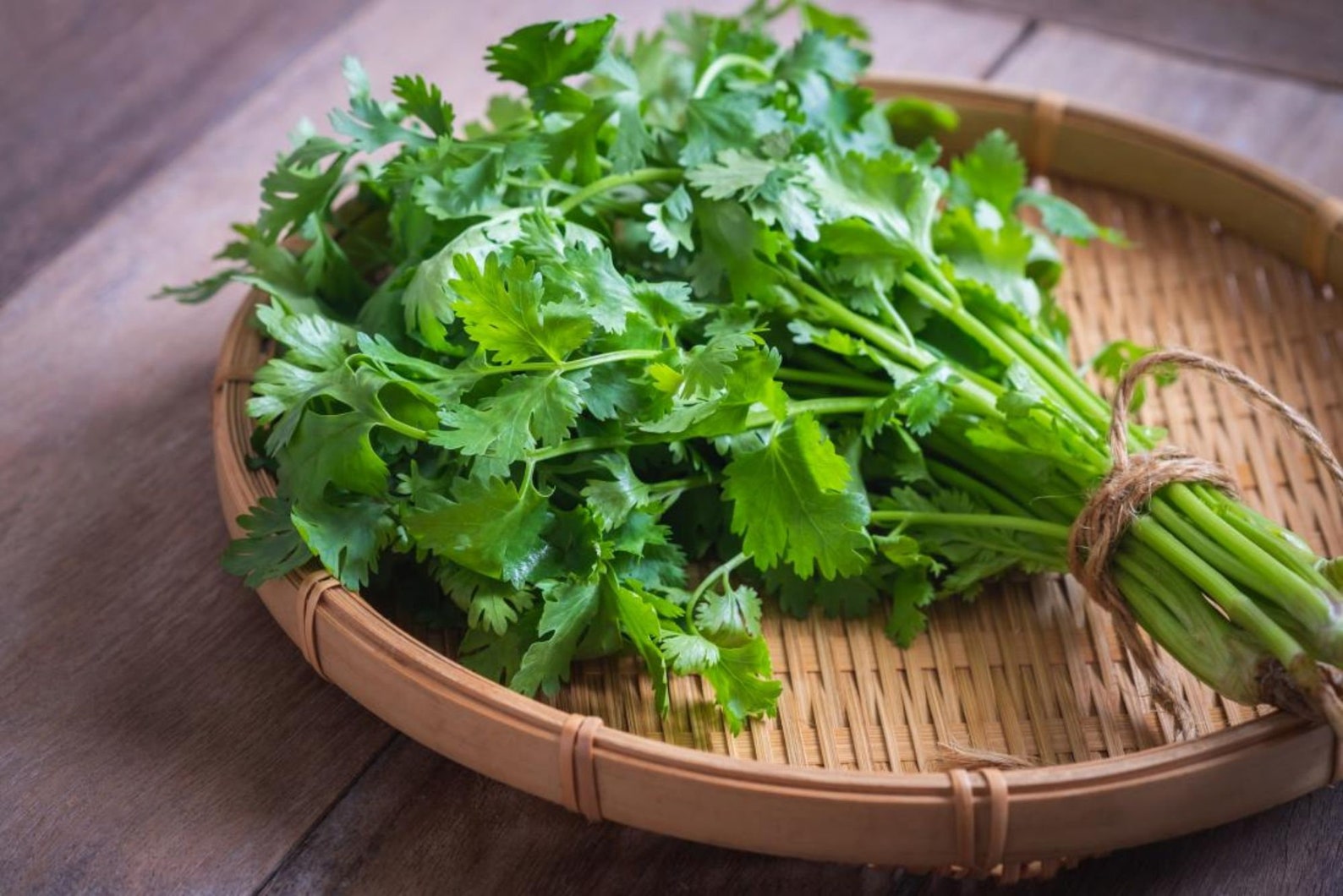 2500 Cilantro Seeds Fresh Herb Coriander Chinese parsley 香菜 Etsy